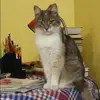 Отзыв от Лада Зверева